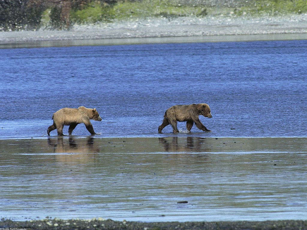 Roaming the Wild, Grizzly Bears